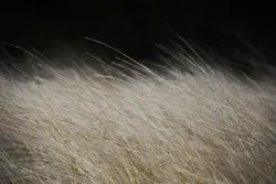 Field Full Of Tall Grass With A Single Bird In It