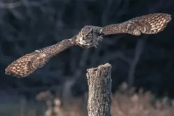 Bird Is Hanging Out Of A Tree