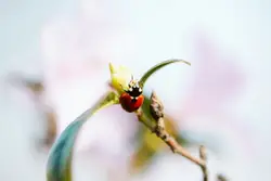 Bird Is Flying Through The Air With A Flower