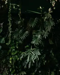 Plant In A Field With A Fence