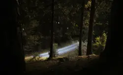 Blurry Picture Of A Forest With Trees