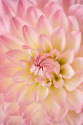 Pink Flower With A Red Flower On It