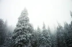 Tree Covered In Snow With A Single Tree