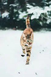Dog Walking Through A Snowy Field