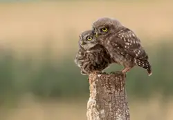 Bird Perched On A Log In A Wooded Area