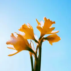 Single Flower In A Single Flower In A Clear Blue Sky
