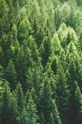 Large Group Of Trees With A Single Tree