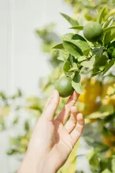 Person Holding A Small Orange In A Green Field