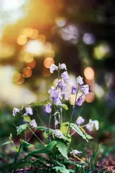 Flower Arrangement In A Flower Bed In A Field