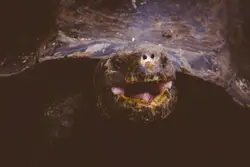 Stuffed Animal With A Bird On It