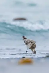 Bird Standing On A Beach With A Wave In The Water