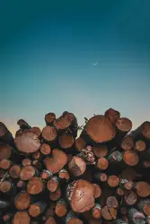 Large Pile Of Logs On Top Of A Pile Of Trees
