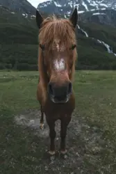 Brown Horse Standing On Top Of A Grass Covered Field
