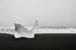 Penguin Is Standing On The Beach By The Water