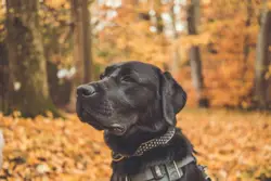 Dog With A Black Collar And A Black Leash