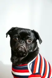 Dog Wearing A Tie With A Picture Of A Man On It