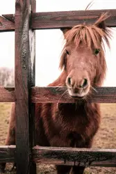 Brown Horse Standing Behind A Fence