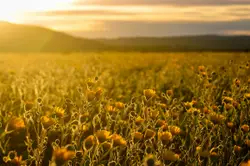 Field Full Of Yellow Flowers And A Bird