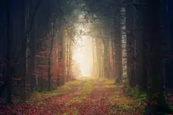 Blurry Photo Of A Forest With Trees