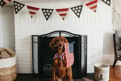 Dog Standing In Front Of A Fire Place