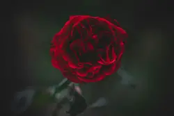 Red Rose In A Red Rose In A Red Rose