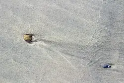 Bird Is Standing On The Sand