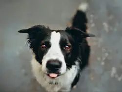 Black And White Dog Is Looking At The Camera