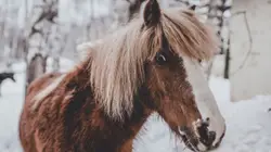 Brown And White Horse Standing In The Snow