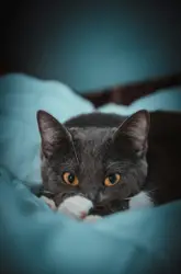 Cat Is Laying On A Bed
