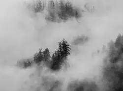 Forest With A Bunch Of Trees