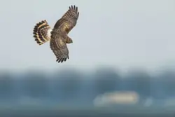 Bird Flying Over A Small Bird In The Air