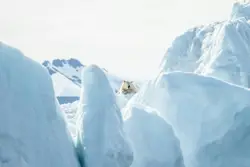 Large White Polar Bear Walking Through A Snowy Field