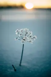 Flower In A Clear Glass Vase On A Sunny Day