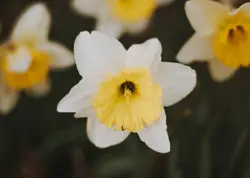 White And Yellow Flower In A Flower Pot