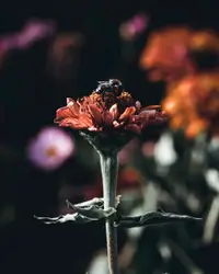 Small Flower In A Flower Pot