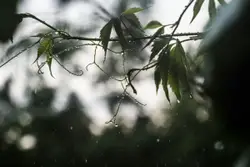 Tree With A Single Branch In The Middle Of It