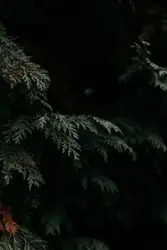 Tree With A Single Branch In The Middle Of It