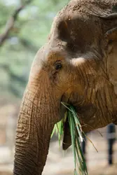 Large Elephant With A Green Trunk