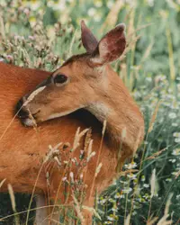 Large Brown And White Animal Standing In A Field