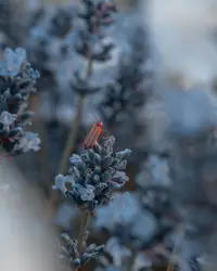 Bird Is Sitting On A Branch In The Snow