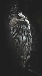 Bird Is Standing On A Black Background
