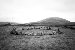 Herd Of Sheep Grazing On A Field