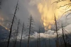 Cloudy Sky With A Few Trees