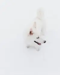 White Dog Is Standing On A Snowy Surface