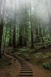 Small Wooden Path In A Forest
