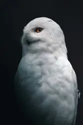 White Bird Standing On A White Surface