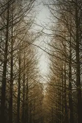 Tree Is Covered In A Thicket Of Leaves