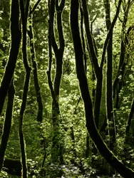 Forest With Trees And A Couple Of Trees