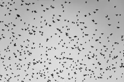 Flock Of Birds Flying Through A Cloudy Sky