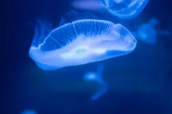 White And Blue Colored Object With A Blue Background